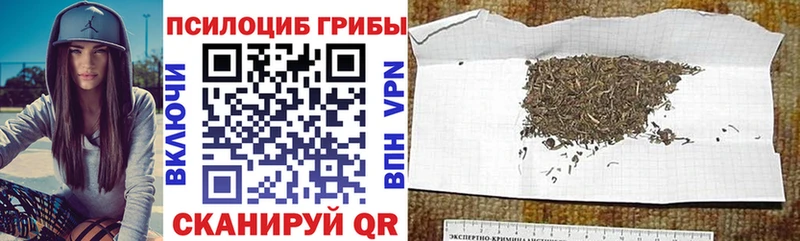 где найти наркотики  Шумерля  Псилоцибиновые грибы Psilocybe 